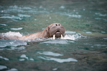 Walrus in the water travel to Russian Arctic