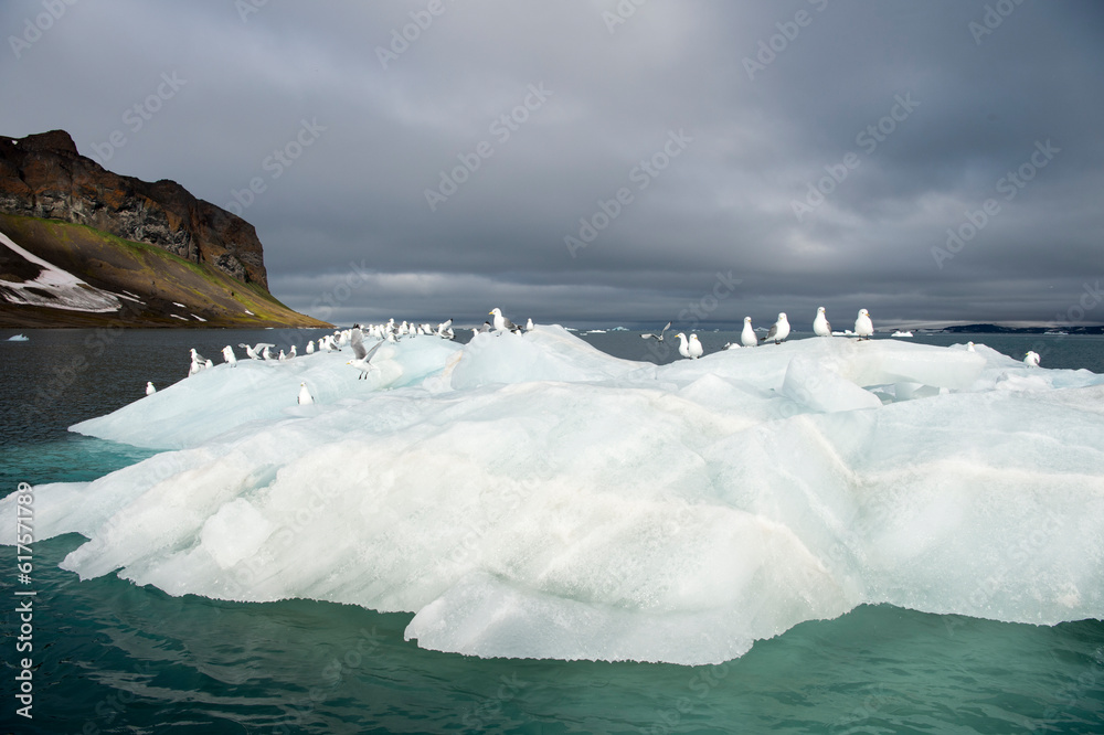 Sticker Seagulls on the iceberg Franz Josef Land