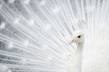 Fototapeta premium White peacock with tail spread.