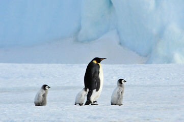 Fototapeta premium Emperor Penguins with chick Snow Hill in Antarctica