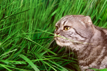 Naklejka na ściany i meble The cat sniffs a blade of grass close-up.
