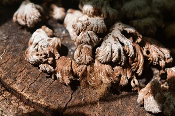 close up of wood mushrooms