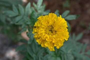 Marigold flower