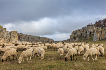 Obraz premium sheep in Geological Reservation Cheile Dobrogei, Romania.