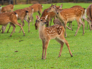 奈良公園の鹿の群れと子鹿