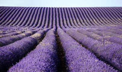 Fototapeta na wymiar Lavender fields in Brihuega (Spain)