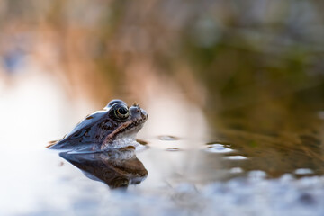 Frog and reflection.