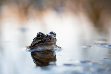 frog in water