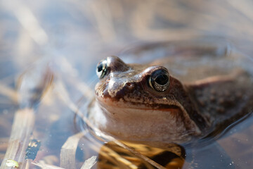 Close-up of frog