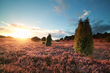 sunset over flowering heather and juniper trees in summer