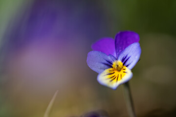 Fototapeta premium Flower of wild pansy.