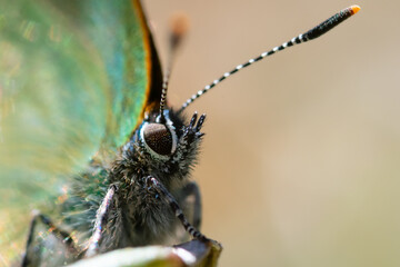 Potrait of green hairstreak