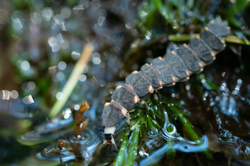 Common glow-worm