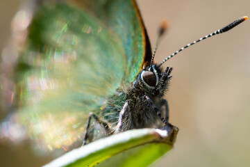 Obraz premium Green hairstreak with sparkle in wings