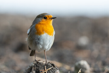 Robin on the groud