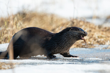 Otters lunch