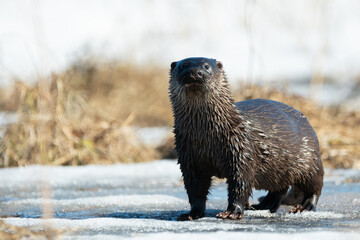 You have been seen.. by the otter!