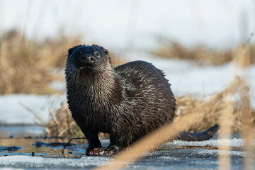 Eye to eye with otter
