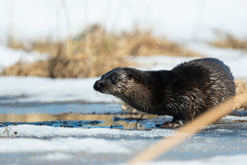 Otter on the ice