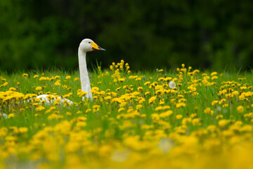 Daydream in the meadow