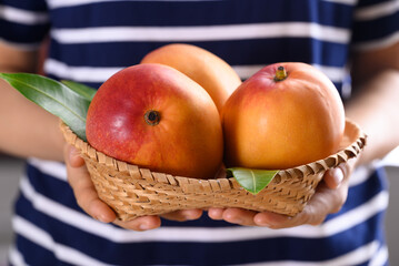 Mango fruit (Tommy Atkins) in basket holding by woman hand, Tropical fruit