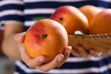 Mango fruit (Tommy Atkins) holding by woman hand, Tropical fruit