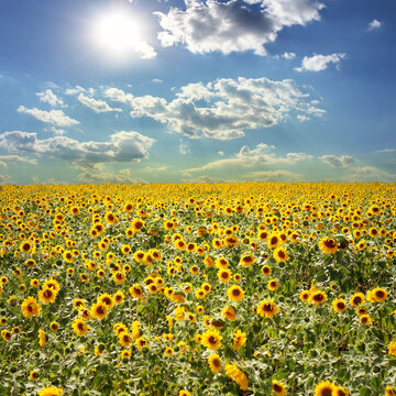 Field with sunflowers and the blue sky  photography