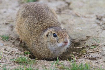 prairie dog in the grass. Danube Delta, Romania