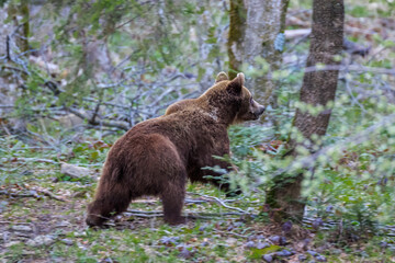 Fototapeta na wymiar wild bear in Fagaras Mountains, Romania