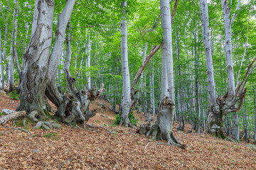 beech forest in the Valcan Mountains, Romania