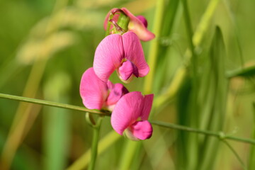 Pink Sweet Pea Flowers with a Green Background