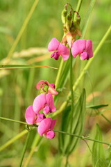Pink Sweet Pea Flowers with a Green Background