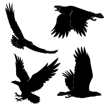 silhouettes of eagle