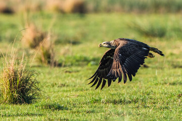 Bald Eagle flying over grass
