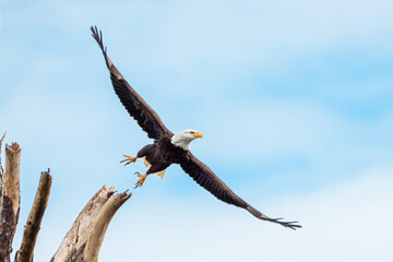 american bald eagle taking flight
