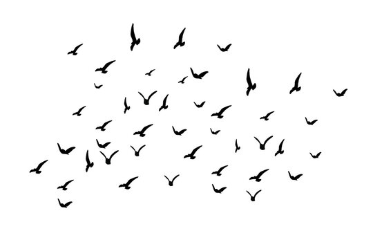 flock of birds flying in PNG