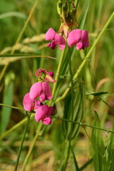 Pink Sweet Pea Flowers with a Green Background