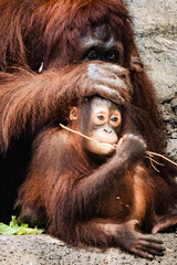 Orangutang grooming baby