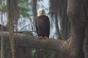 bald eagle