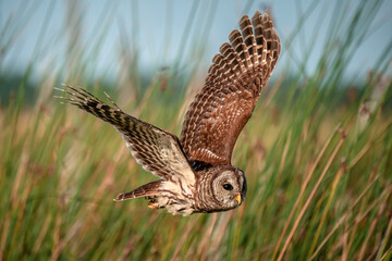 owl in flight