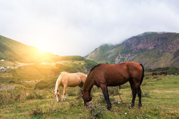 Fototapeta na wymiar Mountain landscape with grazing horses. In Georgia