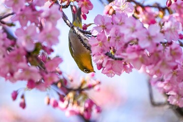 満開の河津桜の蜜を吸うメジロ