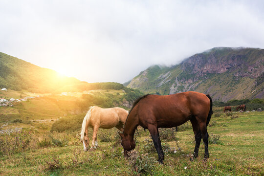Mountain landscape with grazing horses. In Georgia