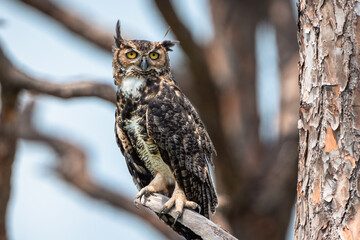 great horned owl