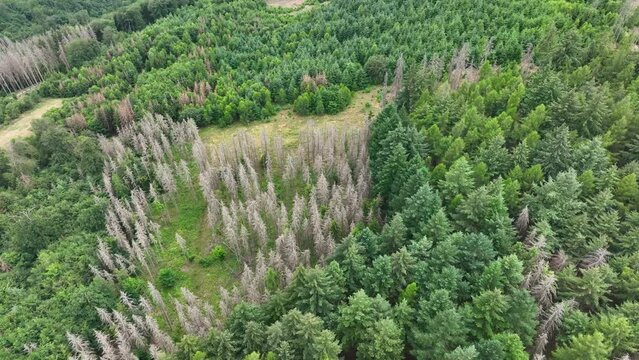 Aerial view of dead trees - forest dieback - Waldsterben, Germany