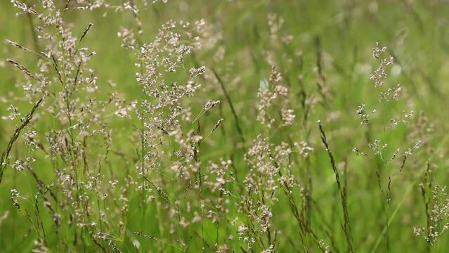 Green long grass and herbs in the wind on the meadow on a bright sunny summer day