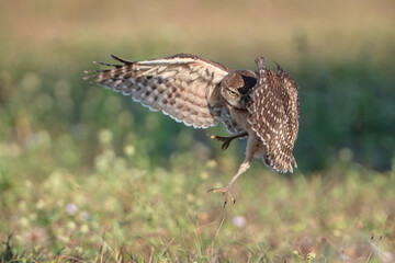 Burrowing Owl taking flight