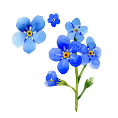 Naklejka na ściany i meble Wildflower myosotis arvensis flower in a watercolor style isolated. Full name of the plant: Myosotis arvensis. Aquarelle wild flower for background, texture, wrapper pattern, frame or border.