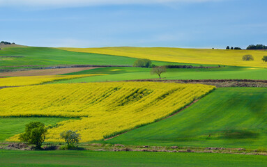 Fototapeta premium Portuguese Rustic Landscape with Green Grass and Yellow Flowers Fields and Olive Trees on Blue Sky Horizon in Sunny Day Outdoors