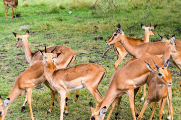 Fototapeta premium Closeup image of bunch of deer with horns